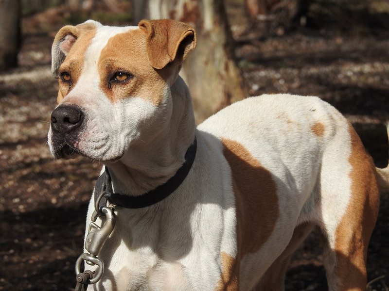 Pit Bull Napao Dijete u Kozloduju